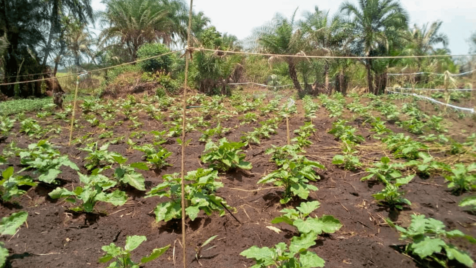 200306-Refruit-irrigation-of-the-future-header-1.png